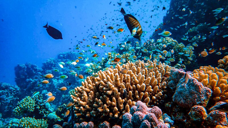 The Red Sea Coral Reefs