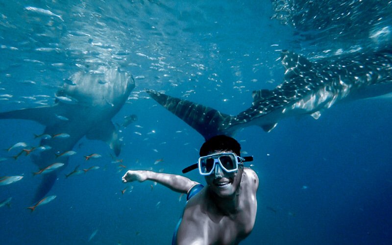 Snorkeling in the Red Sea