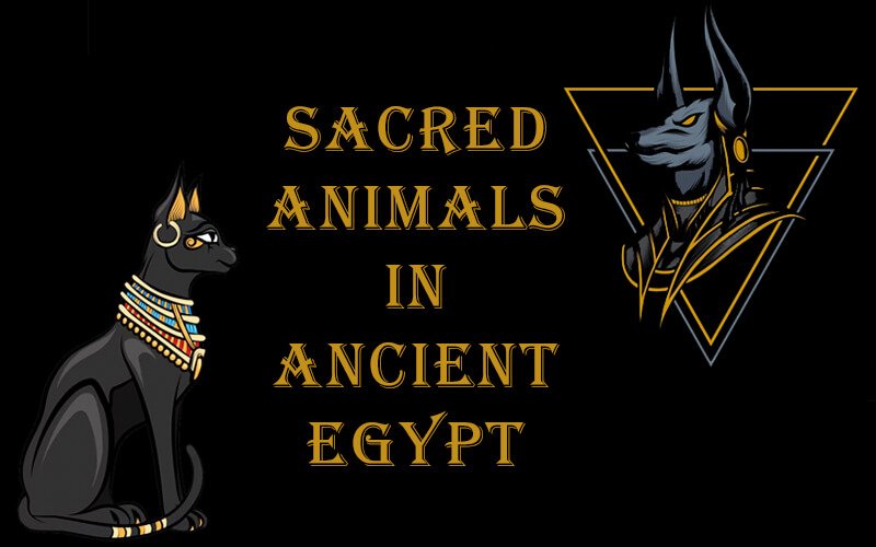 Top 10 Sacred Animals in Ancient Egypt: Exploring the Guardians of the Spiritual Realm